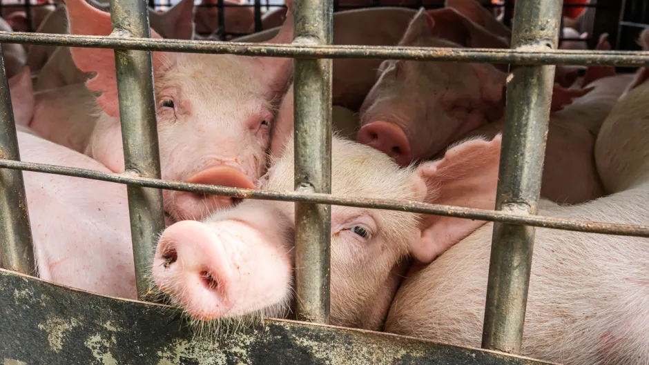 Schweineherde auf engstem Raum im Transporter